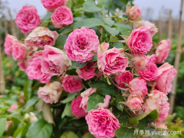 花量大生長快的4種月季花，適合打造花墻拱門(圖1)