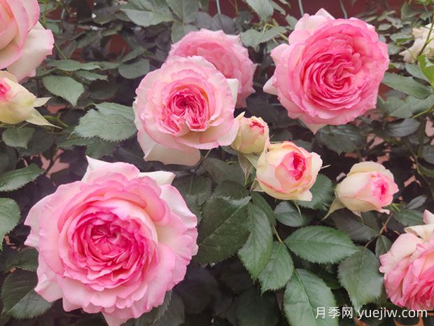 花量大生長快的4種月季花，適合打造花墻拱門(圖2)