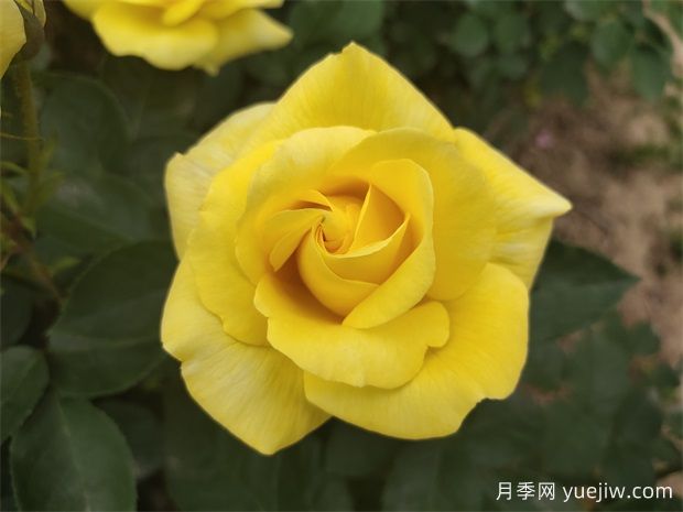 花友推薦的十大***好看月季品種，美不勝收(圖2)