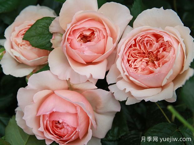 適合陽臺栽培的6款灌木月季，爆花抗病易養(yǎng)護(hù)(圖5)