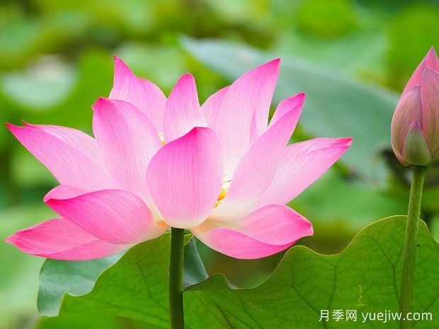 中國(guó)的四大名花還不知道是什么？(圖2)