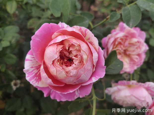 適合新手在陽臺栽培的6款灌木月季，易爆花抗病養(yǎng)護簡單(圖1)