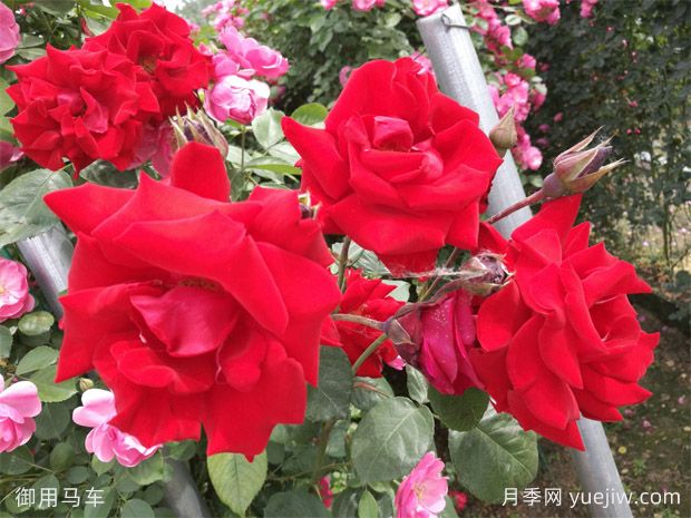 五種***耐陰的藤本月季品種，每一款都是世界名花！(圖5)