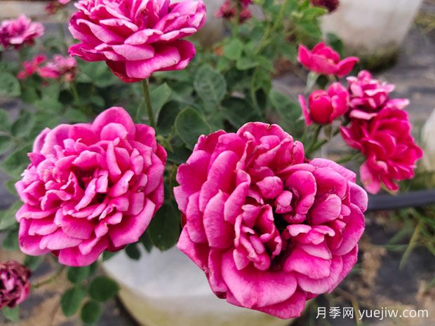 好養(yǎng)的4種月季花，可以種在陽臺(tái)或庭院里(圖1)