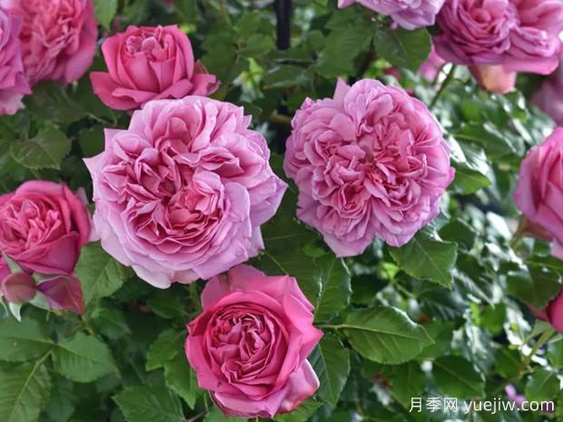 好養(yǎng)的4種月季花，可以種在陽臺(tái)或庭院里(圖3)