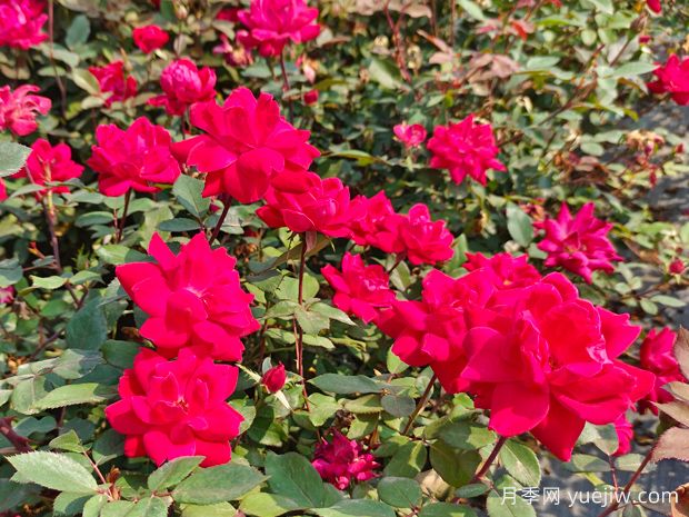 廣東東莞佛山梅州珠海等地花友如何種植月季？(圖1)