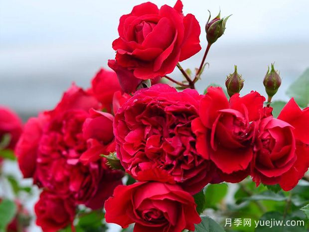 蒂娜月季一年開(kāi)幾次花？蒂娜開(kāi)花周期及病蟲(chóng)害防治技巧(圖2)