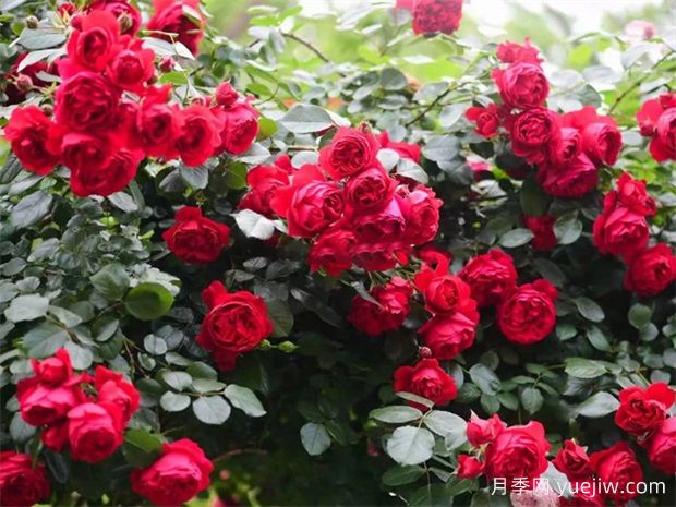 蒂娜月季一年開(kāi)幾次花？蒂娜開(kāi)花周期及病蟲(chóng)害防治技巧(圖3)