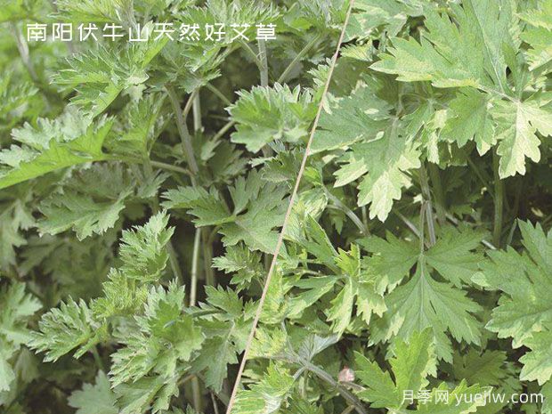 小小的野生艾草，成為南陽(yáng)致富路的主角(圖1)