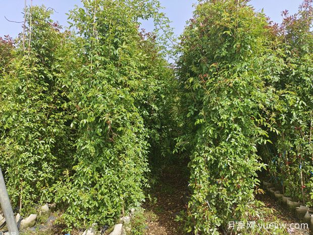 種上木香薔薇花蠻強(qiáng)爆花，紅橙白黃木香你喜歡哪個？(圖3)