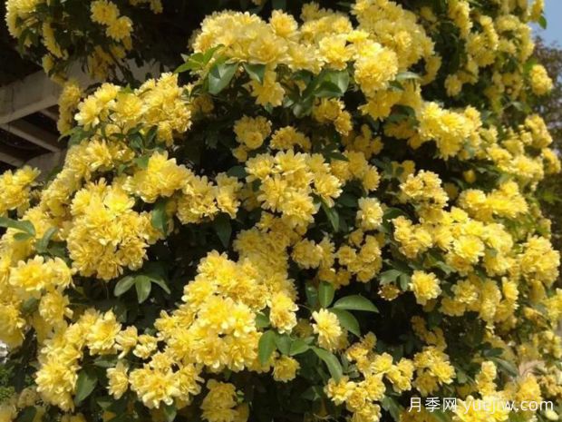 種上木香薔薇花蠻強(qiáng)爆花，紅橙白黃木香你喜歡哪個？(圖2)