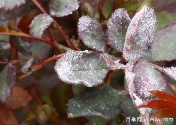 月季病害識別與治療，黑斑病白粉病銹病全解析(圖1)
