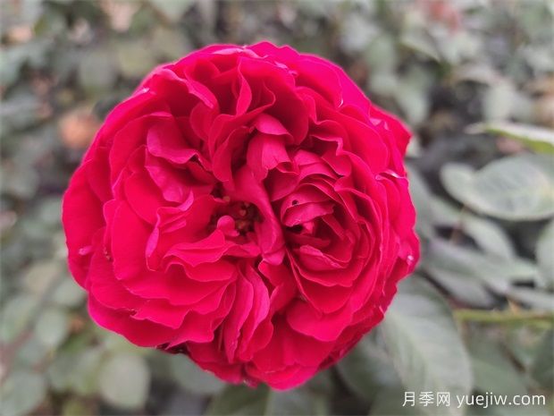 茶花女月季的優(yōu)點？與大地主月季有什么區(qū)別？(圖1)