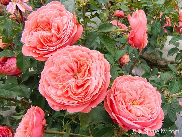 月季花什么時(shí)候開？月季花怎么養(yǎng)？月季花語是什么？(圖1)