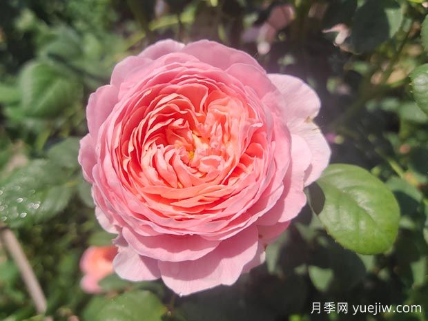 玫瑰花瓣的用途，月季花瓣可以泡腳嗎？(圖1)