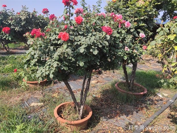 月季花有哪些種類？月季花可以造型嗎？(圖1)