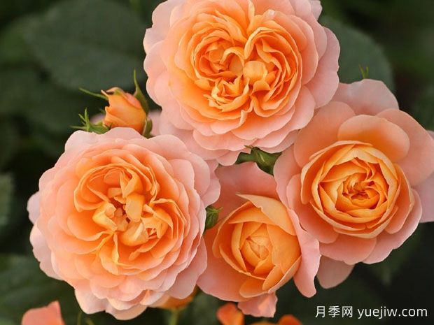 推薦十大經(jīng)典月季品種，你養(yǎng)了幾種？(圖4)