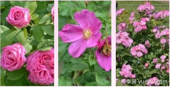 輕松區(qū)分月季、玫瑰和薔薇ROSE三姐妹，不再迷茫于愛情花海(圖1)
