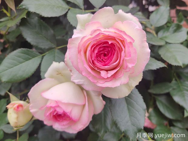 輕松區(qū)分月季、玫瑰和薔薇ROSE三姐妹，不再迷茫于愛情花海(圖3)