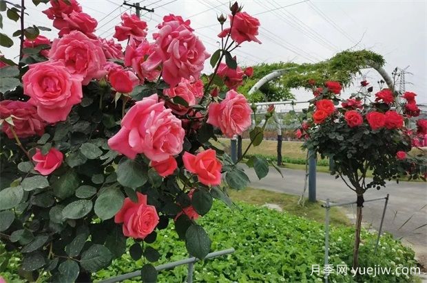輕松區(qū)分月季、玫瑰和薔薇ROSE三姐妹，不再迷茫于愛情花海(圖5)