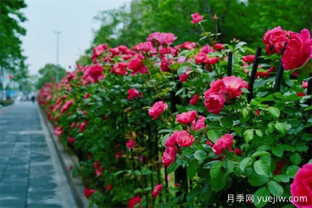 輕松區(qū)分月季、玫瑰和薔薇ROSE三姐妹，不再迷茫于愛情花海(圖6)