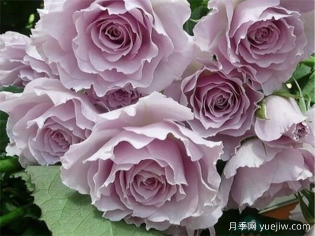 蜻蜓月季，顏值堪稱天花板，紫色仙氣飄飄(圖1)