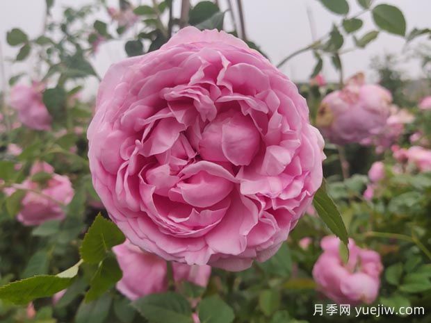 推薦11種藤本月季，復(fù)花快花期長，不愧是開花機(jī)器(圖5)