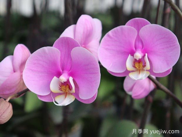 養(yǎng)好蘭花，需要避免這4個壞習(xí)慣(圖1)