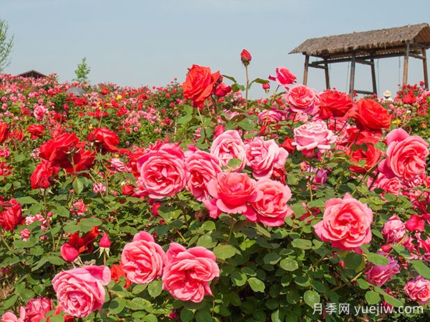 月季和玫瑰是同一種花卉嗎？(圖1)