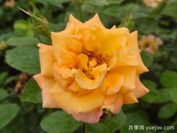 優(yōu)選6款品種適合庭院養(yǎng)，花大色艷濃香無比(圖1)