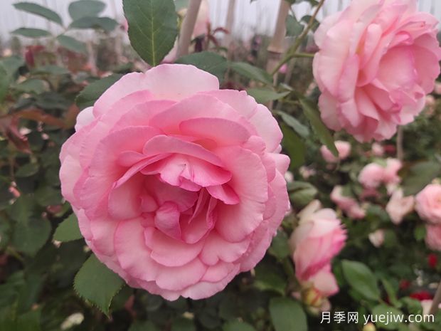 20種必買的月季品種，花友放心入手(圖1)