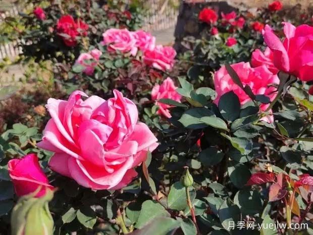 攀枝花10萬(wàn)株月季綻放，各色花開(kāi)美不勝收(圖2)