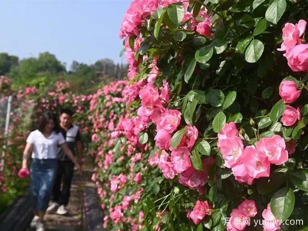 6萬株月季燦爛綻放，月季花舞內(nèi)江資中(圖1)