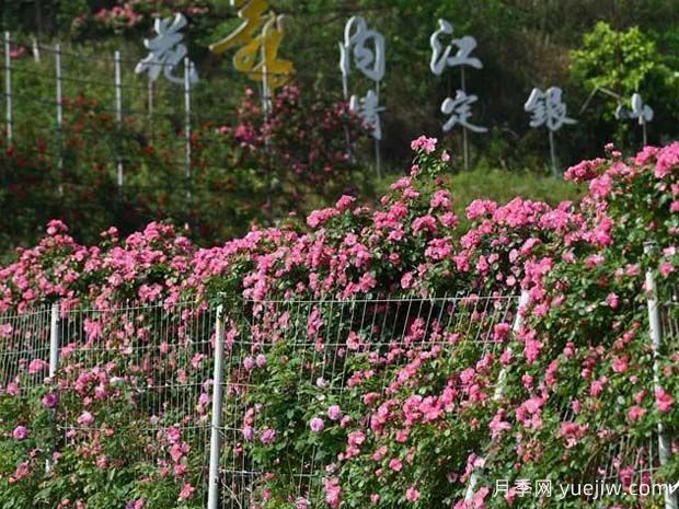 6萬株月季燦爛綻放，月季花舞內(nèi)江資中(圖2)