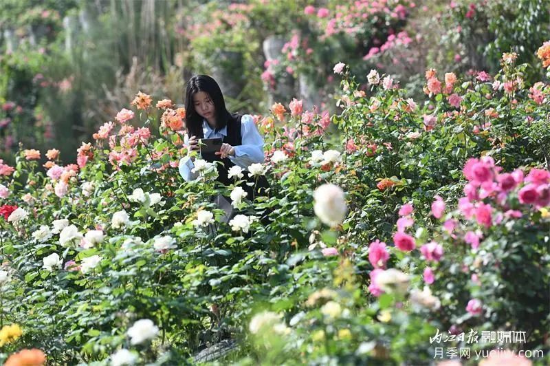 6萬株月季燦爛綻放，月季花舞內(nèi)江資中(圖3)
