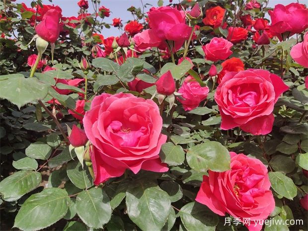 德陽市花月季擴(kuò)大種植，打造城市綠化風(fēng)景線(圖2)