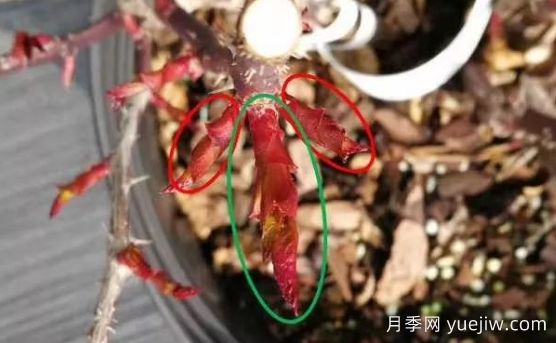 春天來(lái)了，你的月季抹芽了嗎？(圖2)