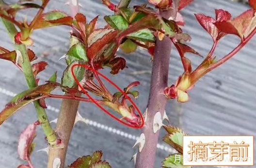 春天來(lái)了，你的月季抹芽了嗎？(圖3)