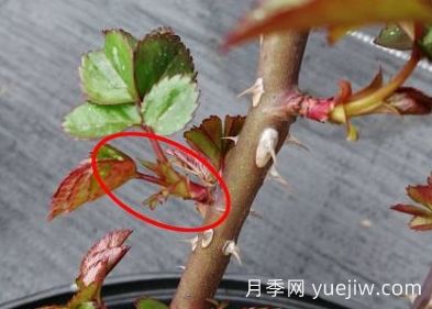 春天來(lái)了，你的月季抹芽了嗎？(圖4)