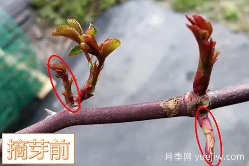 春天來(lái)了，你的月季抹芽了嗎？(圖5)
