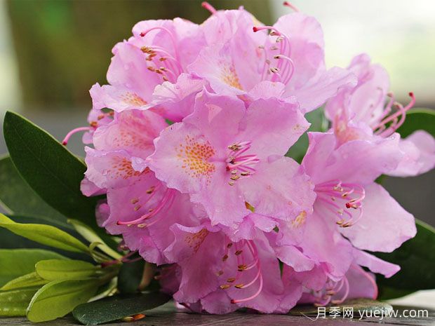 養(yǎng)杜鵑花有哪些注意事項？(圖1)