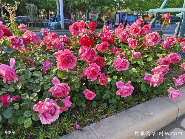 月季花為什么越開(kāi)越小甚至不開(kāi)花？(圖1)