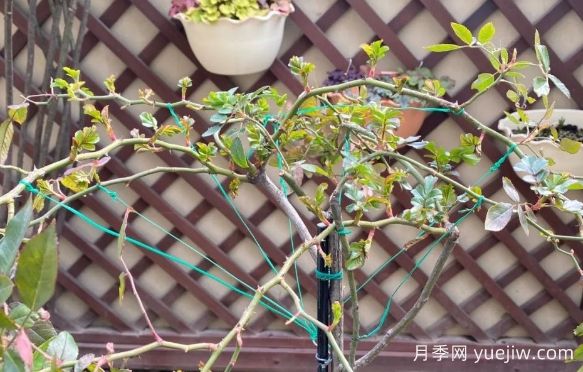 養(yǎng)月季要橫拉，萌芽多變成開花機器(圖1)