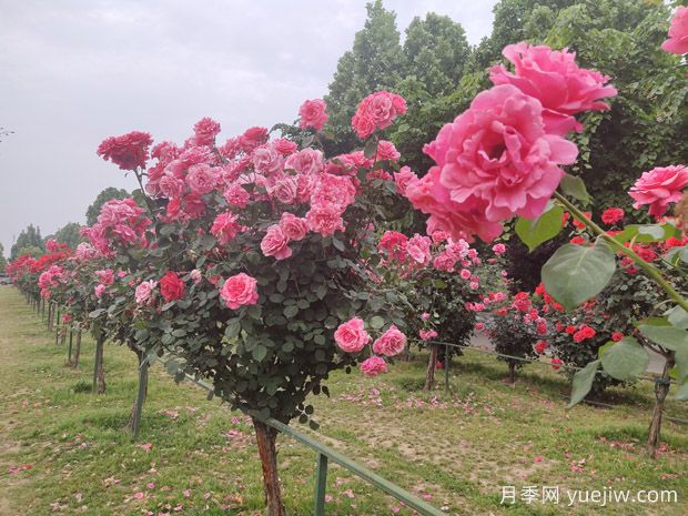 學會培育樹狀月季，美麗花園輕松擁有(圖3)