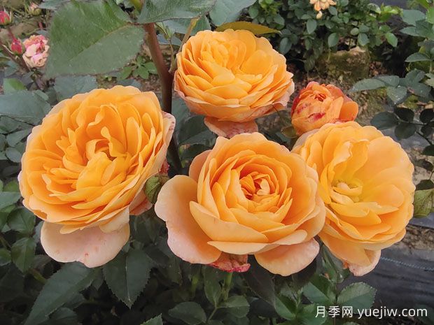 果汁陽臺月季為何為變色？果汁陽臺如何多開花？(圖1)