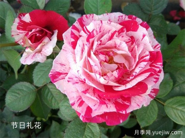 月季大千世界，5個令人驚嘆的稀有玫瑰品種(圖2)