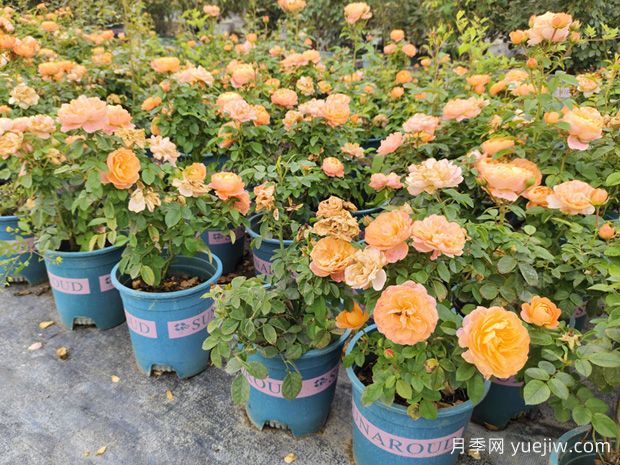4款適合陽臺種的月季，花多花美群開爆盆(圖1)