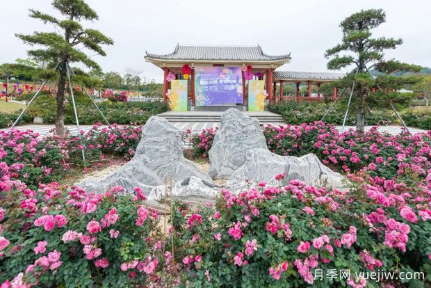 五園聯(lián)動(dòng)，2024深圳月季賞浪漫進(jìn)行中(圖2)