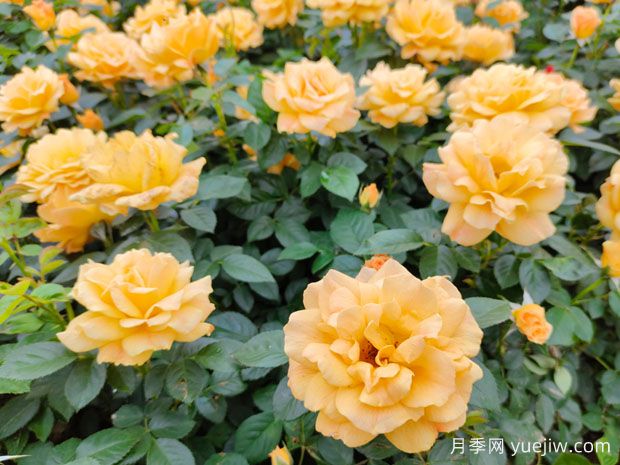 豐花月季開花機(jī)器，稱霸園林綠化(圖1)