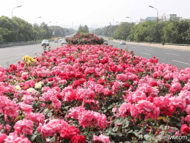 豐花月季開花機(jī)器，稱霸園林綠化(圖2)